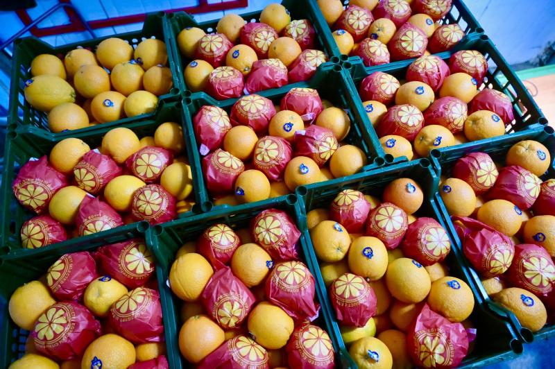 Первая прямая поставка апельсинов из Египта прибыла в Свердловскую область