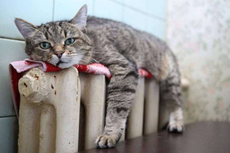 Батарея, батарея,  ты согрей меня скорее