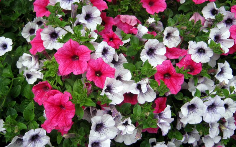 Тематическая страница "Во саду ли, в огороде"