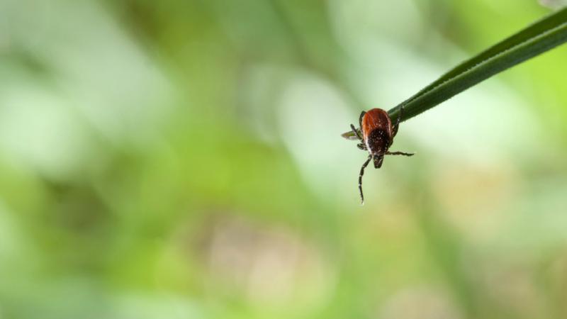 Клещи проснулись. Спасемся профилактикой