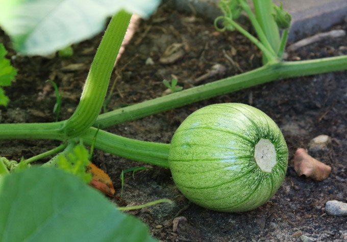 Тематическая страница "Во саду ли, в огороде"