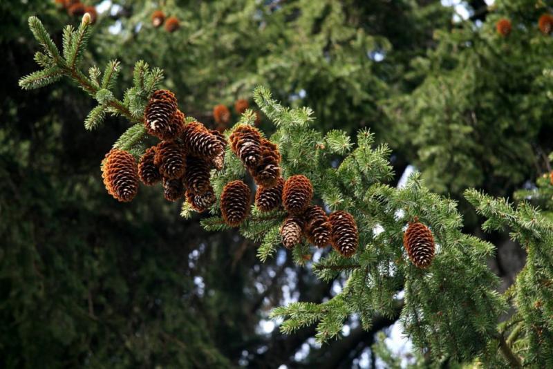 И вот она — нарядная…