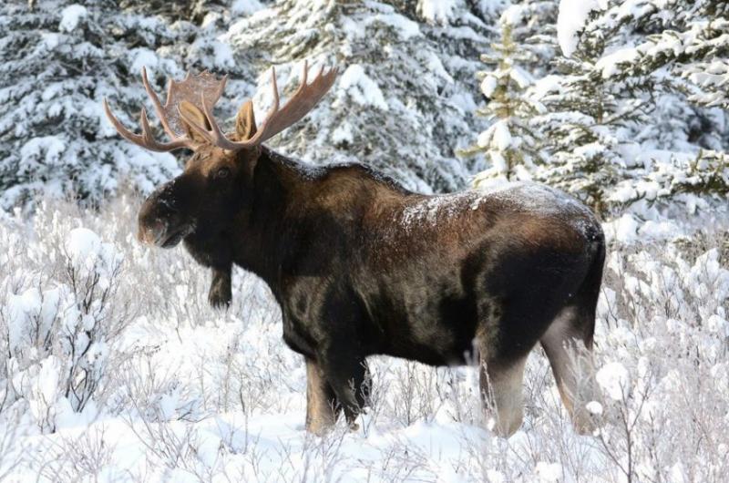 Прошел мониторинг охотничьих ресурсов