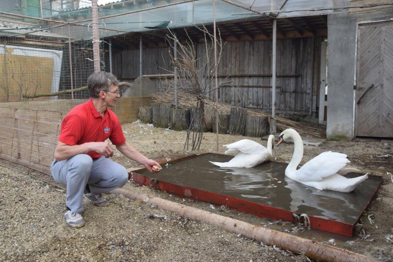 ХОМЯКОВЫ ЛЕБЕДИ