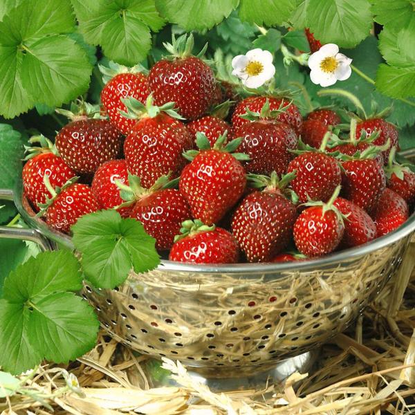 Во саду ли в огороде