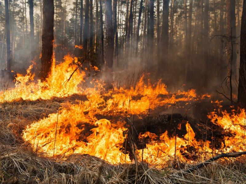 В Свердловской области ожидается высокая пожарная опасность