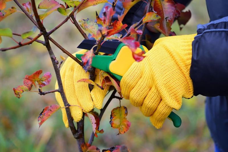 Во саду ли, в огороде