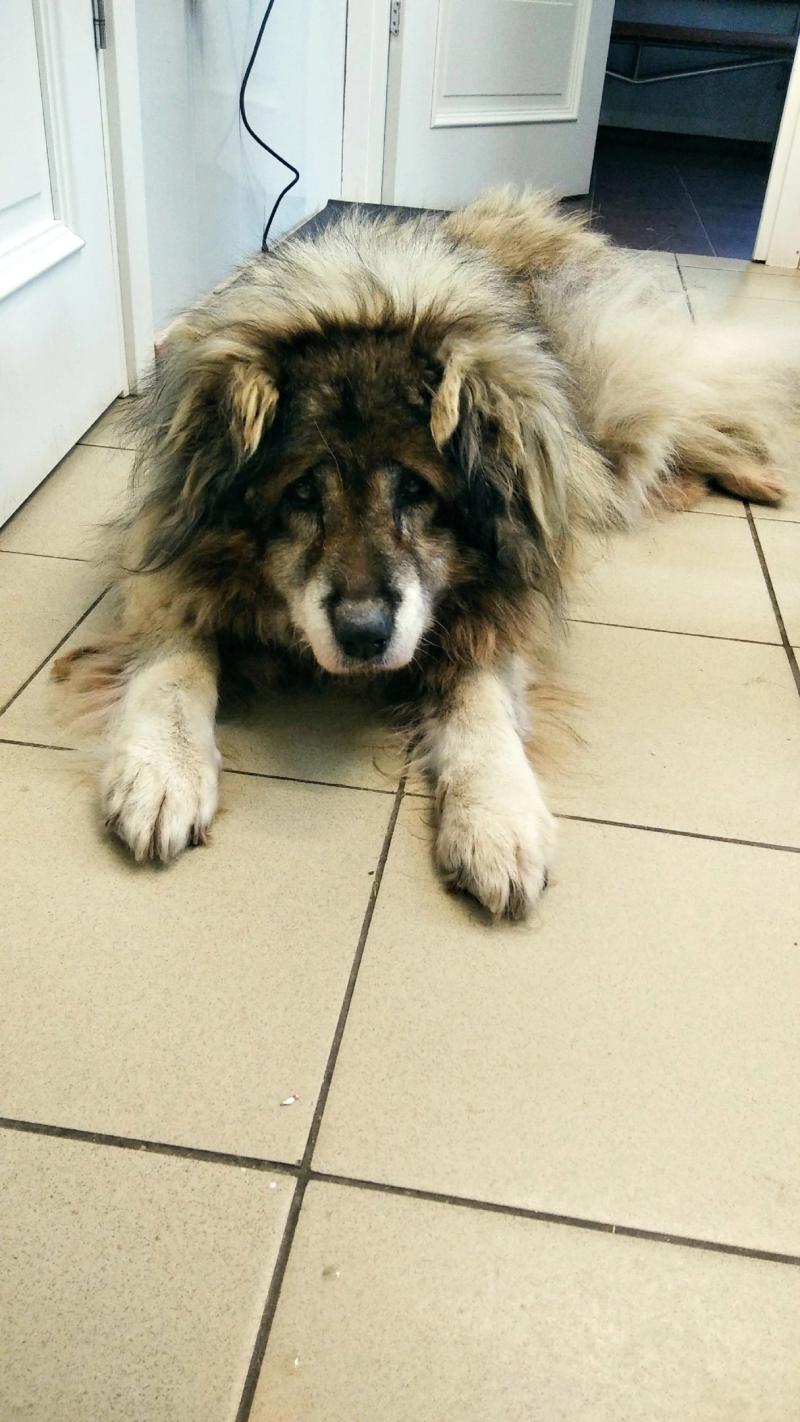 Найдены две собаки!