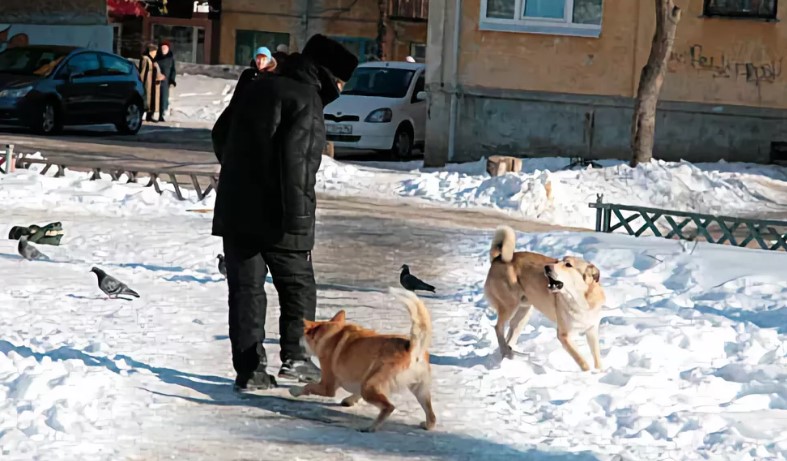 Памятка ответственного владельца собаки