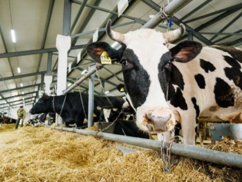 Приём заявок на гранты до 8 миллионов рублей начинающим сельхозпроизводителям стартовал в Свердловской области