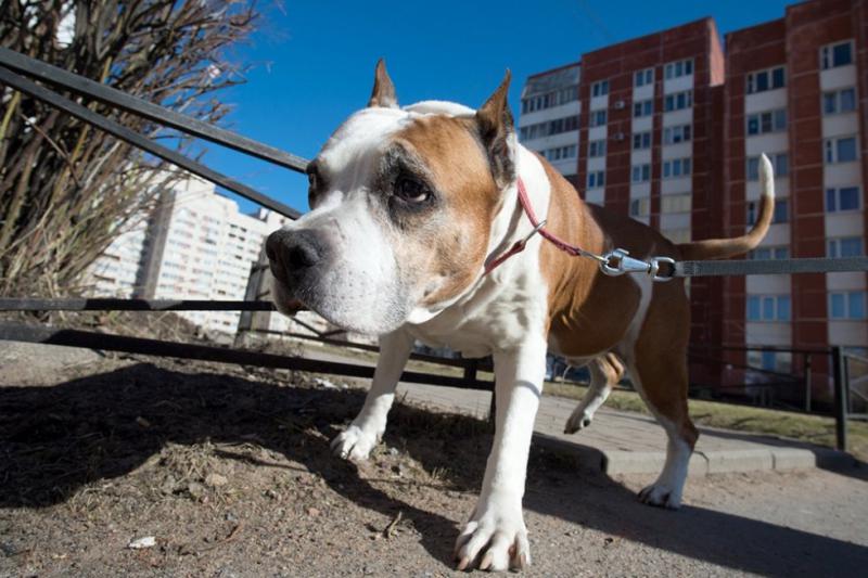 Госдума одобрила штрафы за выгул собаки без намордника