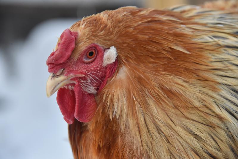 Производители Свердловской области снизили отпускную цену на мясо птицы почти на 20%