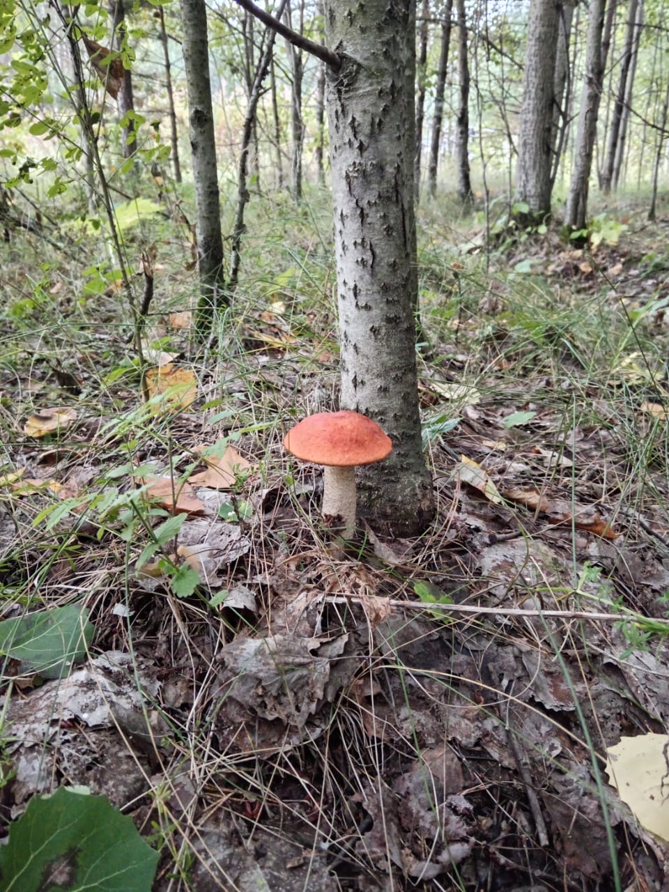 Весна красна цветами, осень — грибами
