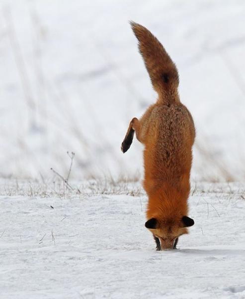 Бешенство лисы