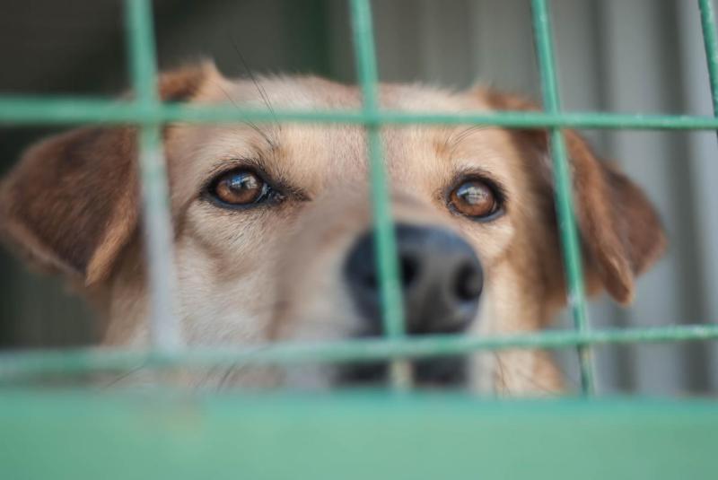 На Урале выбрали места, где построят приюты для животных